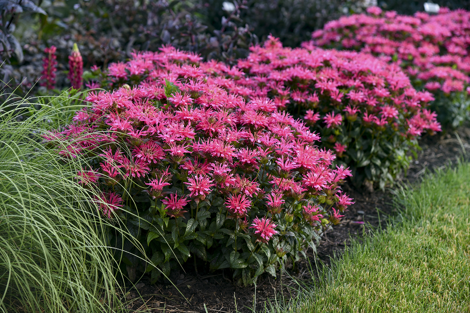 Monarda
